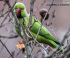 пазл Зеленый попугай